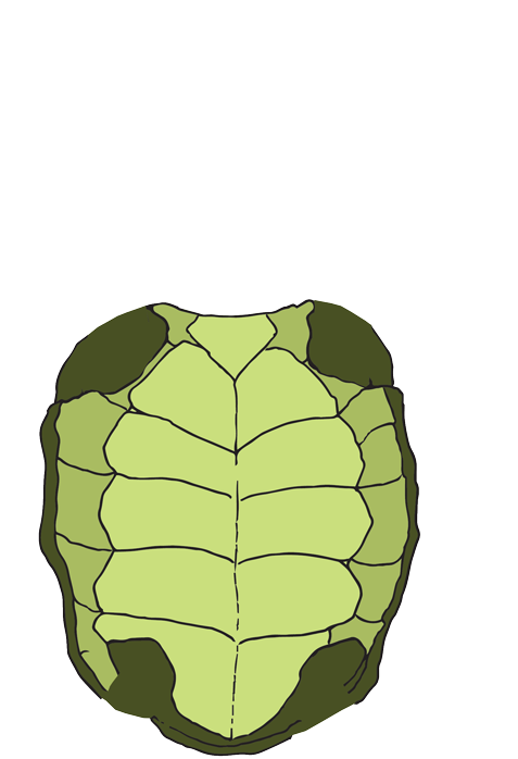 animated turtle